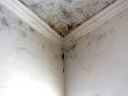 Professional Mold Removal & Remediation in Jericho, NY