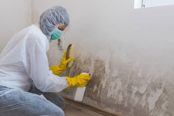 Asbestos and Lead Testing During Mold Inspection in Jericho, NY